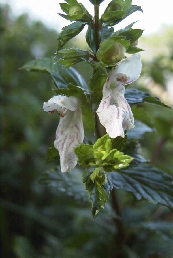 2003-04-16-004-Abelia