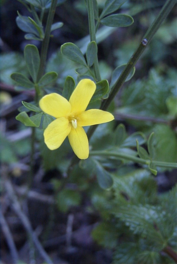 2003-04-16-005-Jasmine