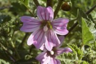 2003-04-16-006-Mallow