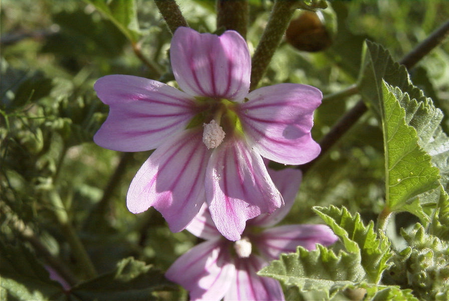 2003-04-16-006-Mallow