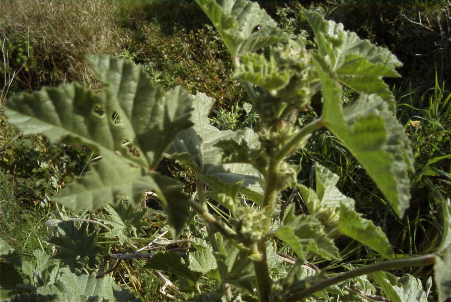 2003-04-16-007-Mallow