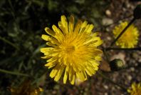 2003-04-16-008-Daisy