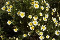 2003-04-16-010-Chrysanthemum