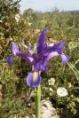 2003-04-16-012-Iris