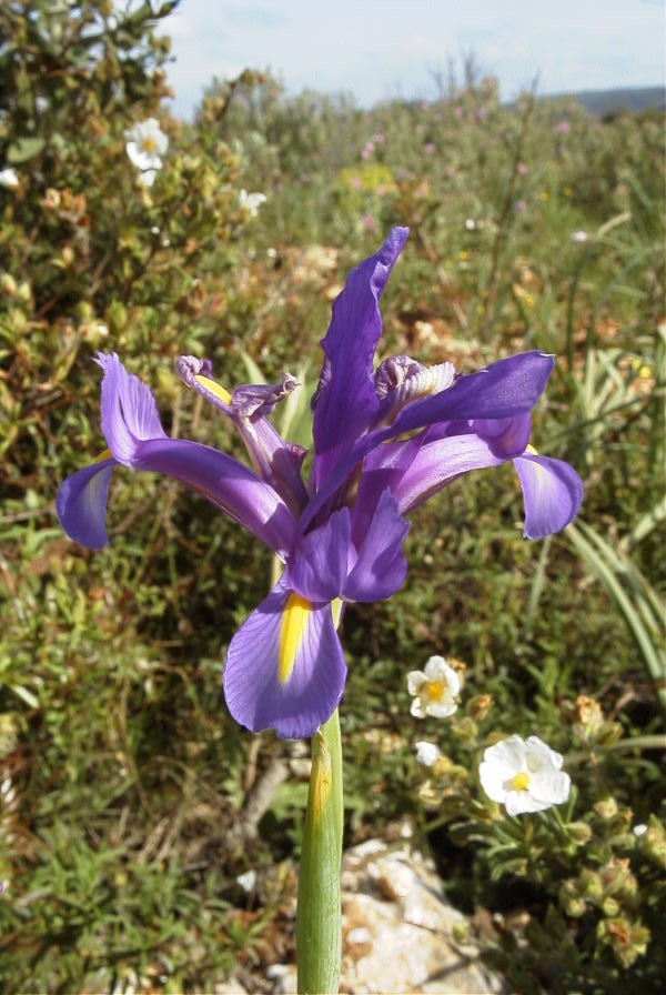 2003-04-16-012-Iris