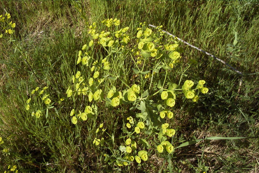 2003-04-16-017-Euphorbia