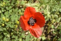 2003-04-16-018-Anenome
