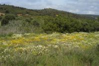 2003-04-16-019-Meadow