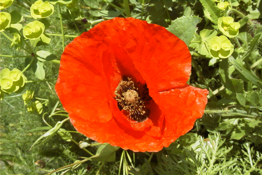 2003-04-16-021-Poppy