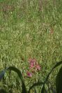 2003-04-16-022-Gladioli-field