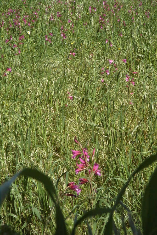 2003-04-16-022-Gladioli-field