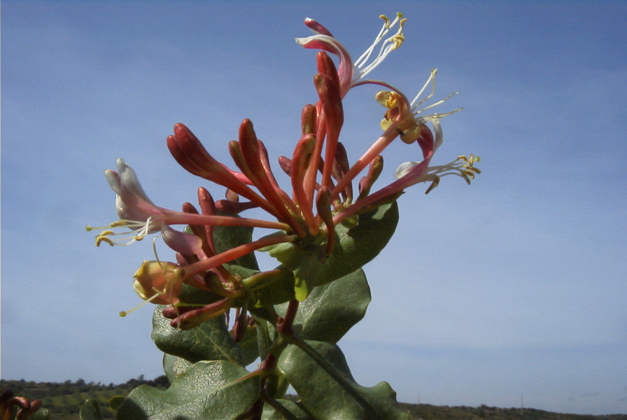 2003-04-16-024-Honeysuckle