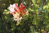 2003-04-16-025-Honeysuckle
