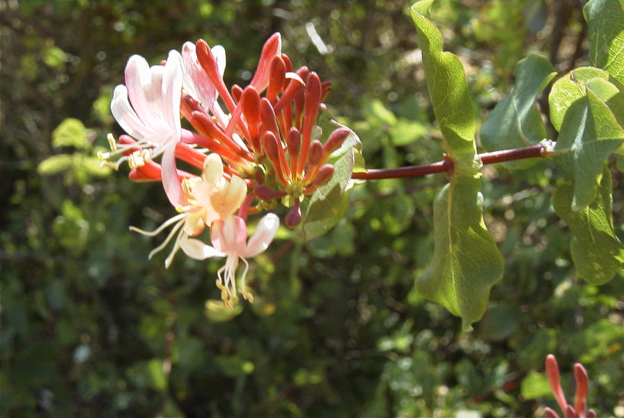 2003-04-16-025-Honeysuckle
