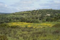 2003-04-16-026-Meadow