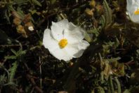 2003-04-16-027-Cistus-small-leaved