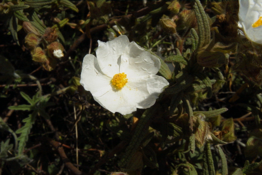 2003-04-16-027-Cistus-small-leaved