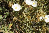 2003-04-16-028-Cistus-small-leaved