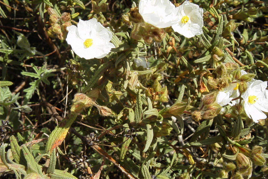 2003-04-16-028-Cistus-small-leaved