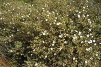 2003-04-16-029-Cistus-small-leaved