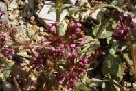 2003-04-16-030-Unknown