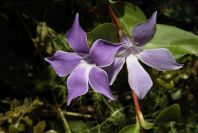 2003-04-16-034-Vinca