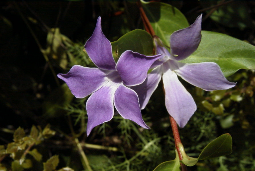2003-04-16-034-Vinca