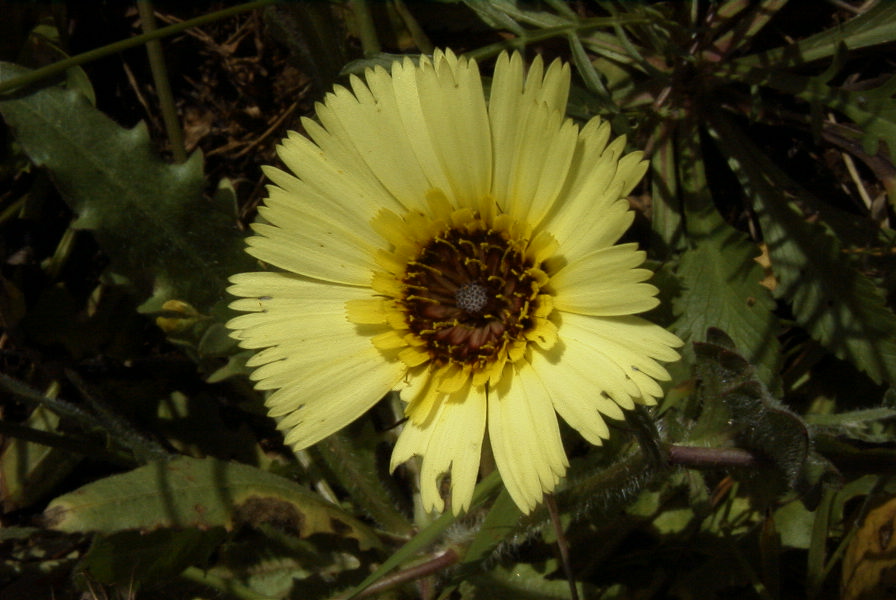 2003-04-16-036-Dasiy-pale-yellow