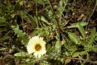 2003-04-16-037-Dasiy-pale-yellow