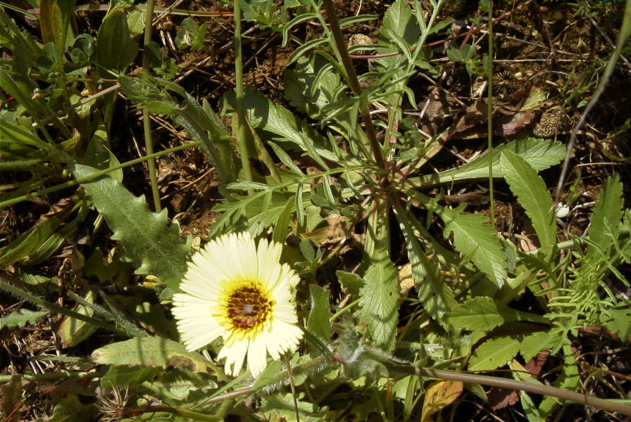 2003-04-16-037-Dasiy-pale-yellow