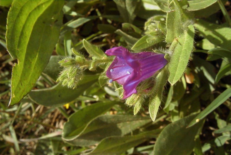 2003-04-16-040-Bugloss