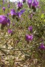 2003-04-16-042-Bugloss