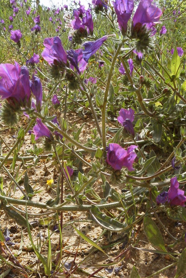 2003-04-16-042-Bugloss