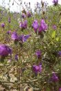 2003-04-16-043-Bugloss