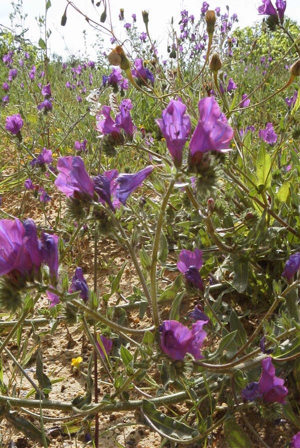 2003-04-16-043-Bugloss