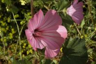 2003-04-16-044-Mallow-cut-above