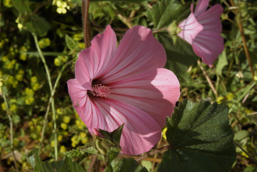2003-04-16-044-Mallow-cut-above