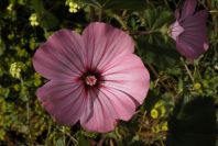 2003-04-16-045-Mallow-cut-above