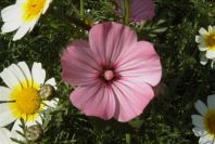 2003-04-16-046-Mallow-cut-above