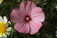 2003-04-16-047-Mallow-cut-above