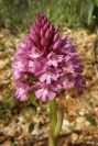 2003-04-16-048-Orchid-pyramid