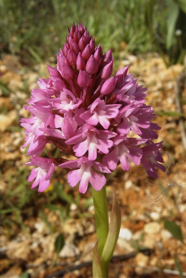 2003-04-16-048-Orchid-pyramid
