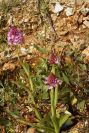 2003-04-16-049-Orchid-pyramid