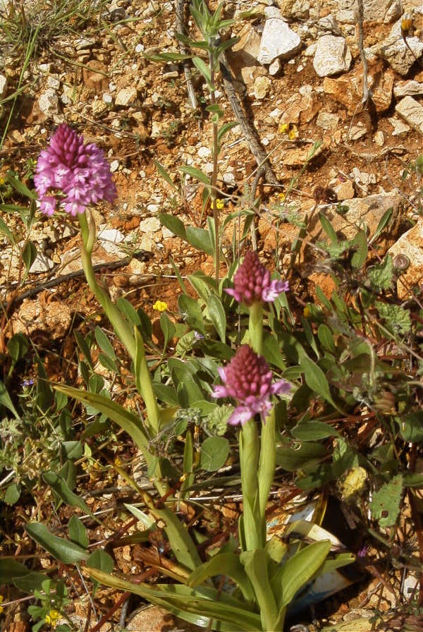 2003-04-16-049-Orchid-pyramid