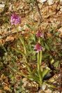 2003-04-16-050-Orchid-pyramid