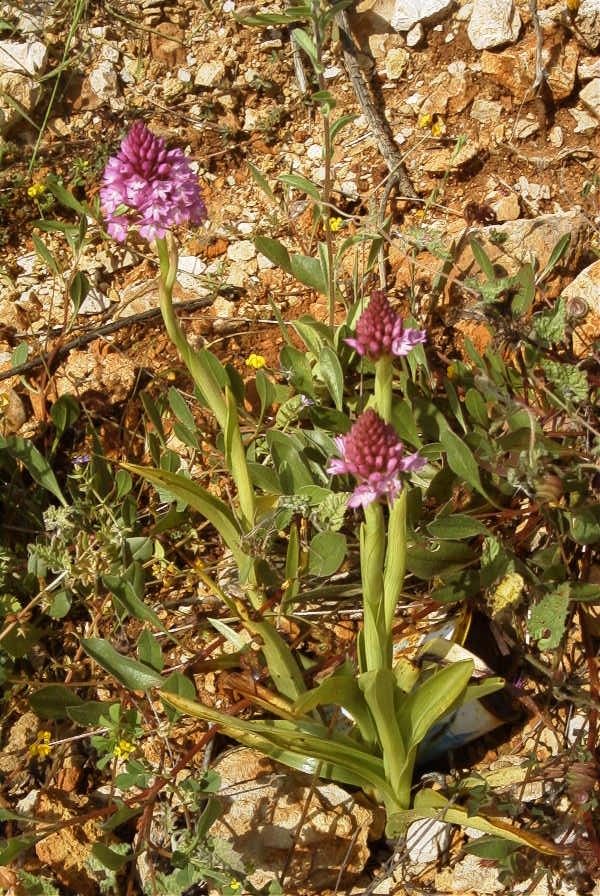 2003-04-16-050-Orchid-pyramid
