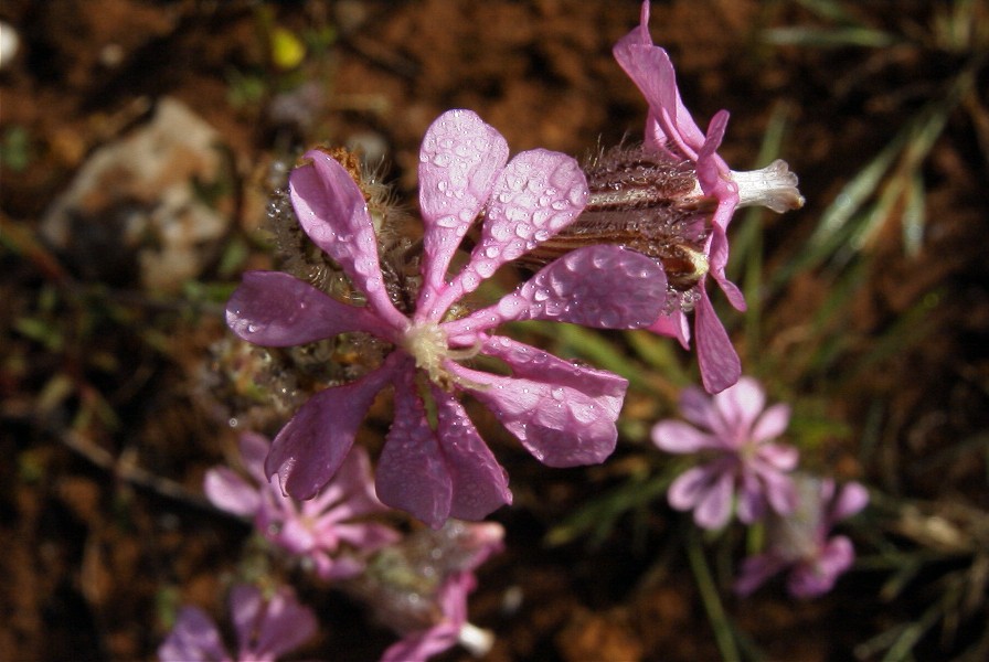 2003-04-17-001-Silene
