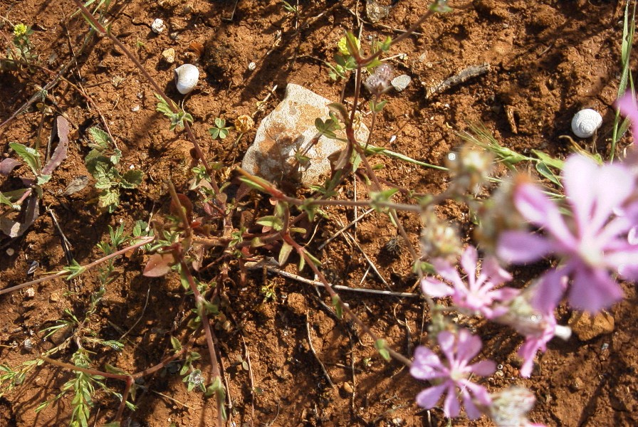 2003-04-17-003-Silene-leaves