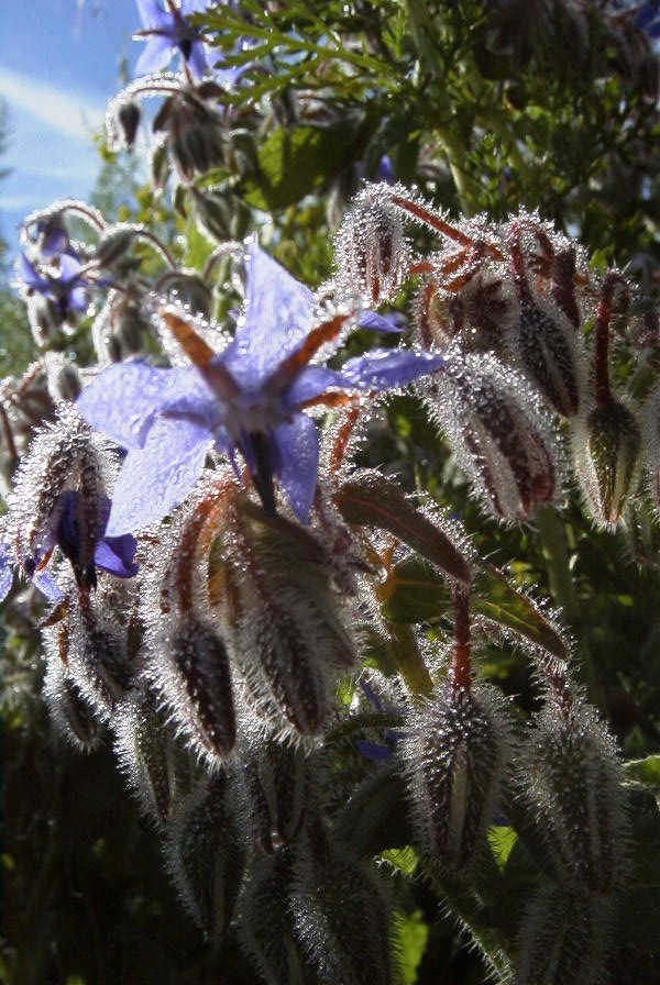 2003-04-17-012-Borago-officinalis