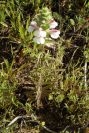 2003-04-17-021-Unknown
